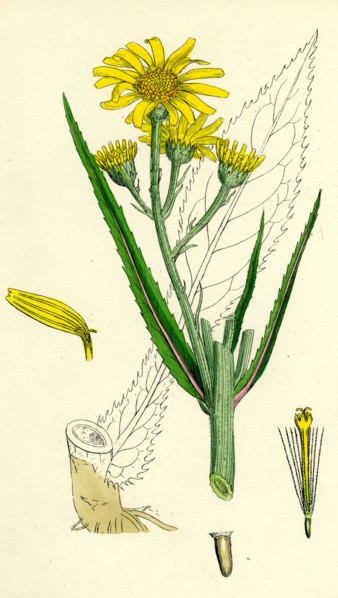 Senecio paludosus; Great Fen Ragwort