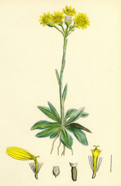 Senecio campestris; Field Fleawort