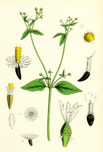 Galinsoga parviflora; Small-flowered Galinsoga