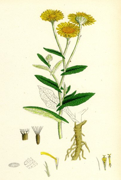 Inula dysenterica; Greater Fleabane