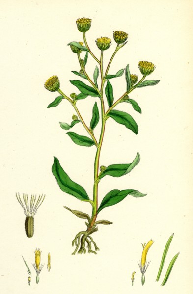 Inula Pulicaria; Lesser Fleabane