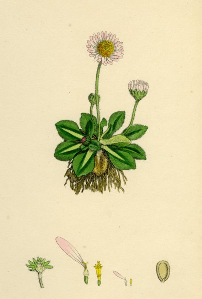 Bellis perennis; Common Daisy