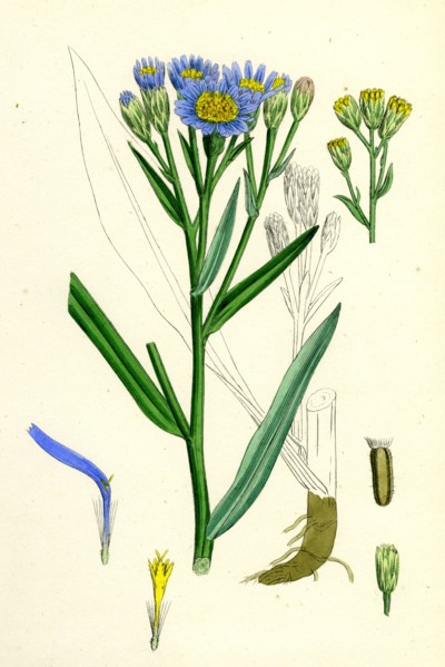 Aster Tripolium; Sea-side Aster
