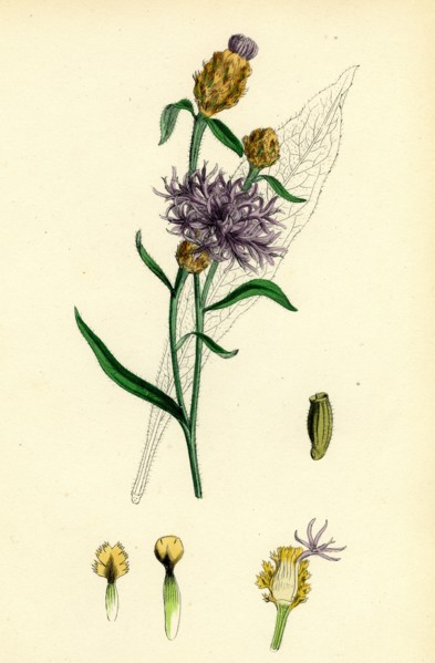 Centaurea Jacea; Brown-rayed Knapweed