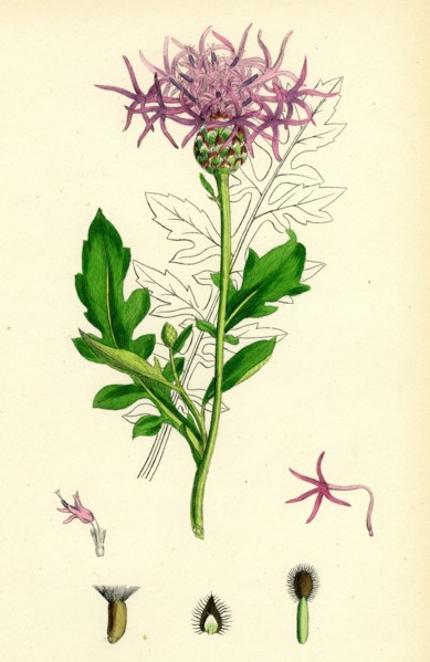 Centaurea Scabiosa; Greater Knapweed