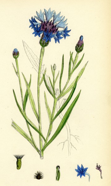 Centaurea Cyanus; Blue-bottle