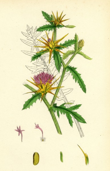 Centaurea Calcitrapa; Star-thistle