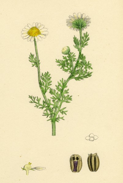 Chrysanthemum inodorum, var. maritimum; Scentless Mayweed, var. B.