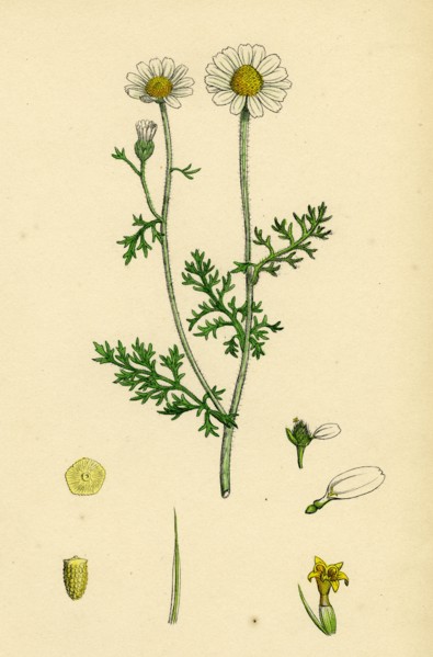 Anthemis Cotula; Stinking Mayweed