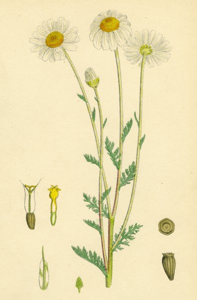 Anthemis arvensis, var. genuina; Corn Chamomile, var. a.