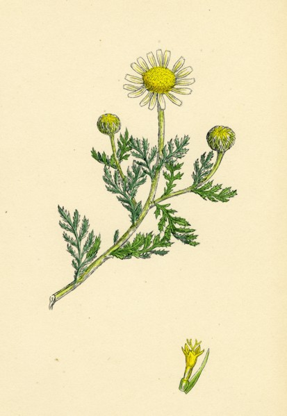 Anthemis arvensis, var. anglica; Corn Chamomile, var. B.