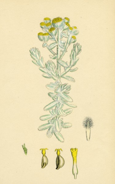 Diotis maritima; Sea-side Cotton-weed