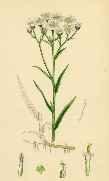 Achillea Ptarmica; Sneeze-wort Yarrow