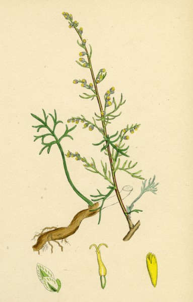 Artemisia campestris; Field Southernwood