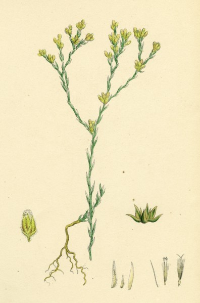 Filago minima; Slender Cudweed