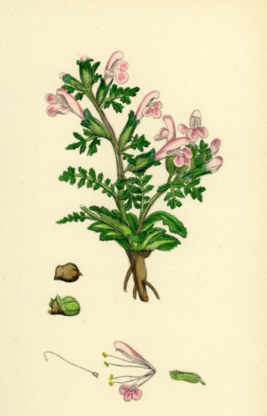 Pedicularis sylvatica; Procumbent Lousewort