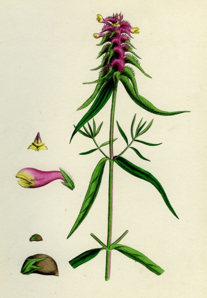 Melampyrum cristatum; Crested Cow-wheat