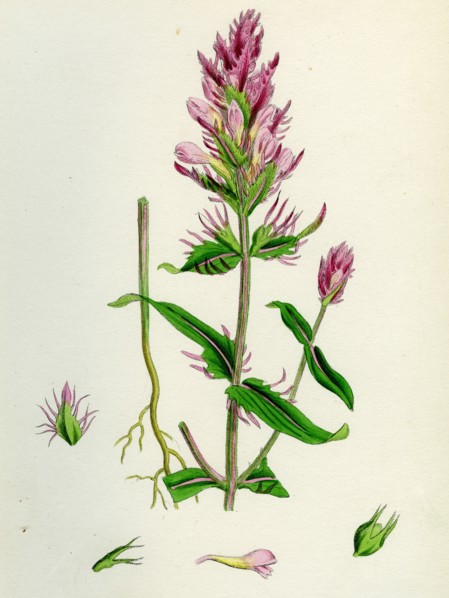 Melampyrum arvense; Field Cow-wheat