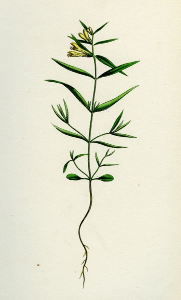 Melampyrum pratense, var. montanum; Common Cow-wheat, var. y.