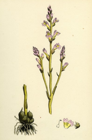 Orobanche ramosa; Branched Broom-rape