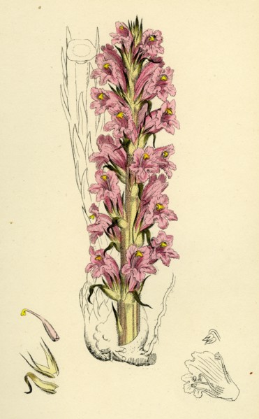 Orobanche elatior; Tall Broom-rape