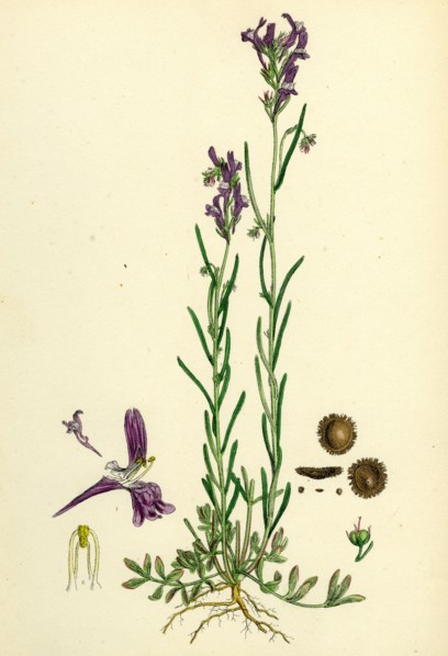 Linaria Pelisseriana; Jersey Toadflax