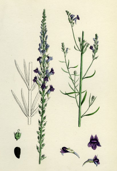Linaria purpurea; Purple Toadflax