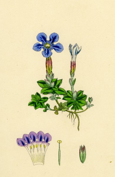Gentiana verna; Spring Gentian