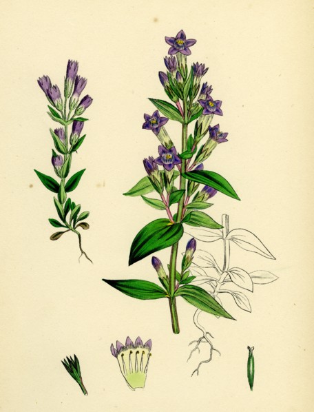 Gentiana eu-Amarella; Autumnal Gentian