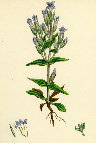 Gentiana campestris; Field Gentian