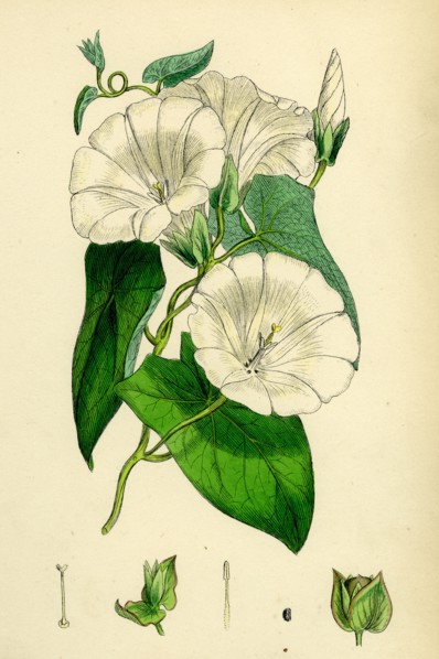 Convolvulus Sepium; Great Bindweed