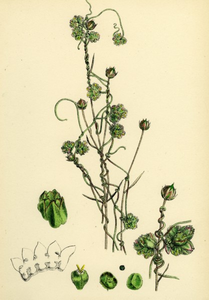 Cuscuta Epilinum; Flax Dodder