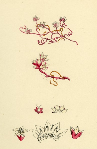 Cuscuta Epithymum; Lesser Dodder