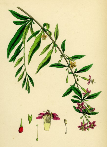 Lycium barbarum; Tea-plant