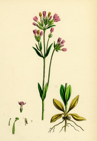 Erythraea Centaurium; Common Centaury