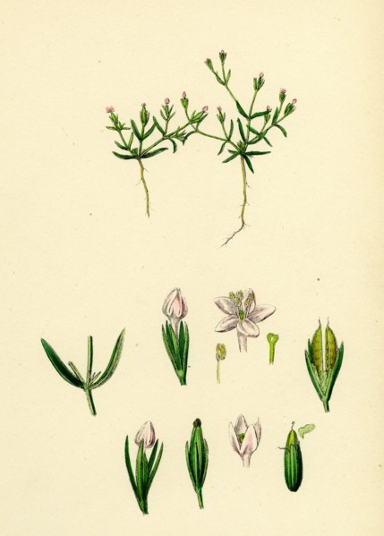 Cicendia pusiila; Least Cicendia