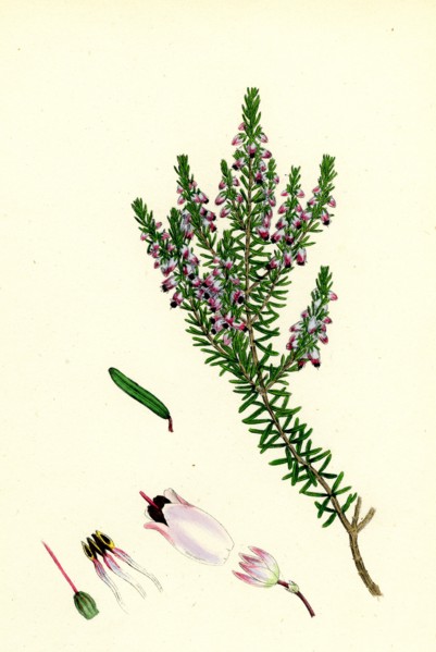 Erica Hibernica; Irish Heath