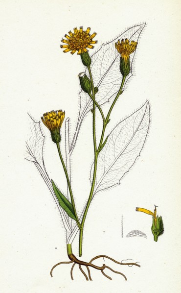 Hieracium vulgatum; Wood Hawkweed