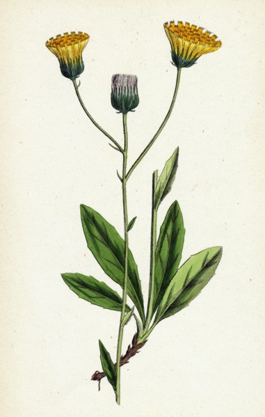 Hieracium gothicum; Naked-headed Hawkweed