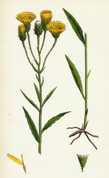Hieracium umbellatum; Narrow-leaved Hawkweed