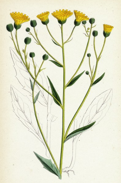 Hieracium corymbosum; Corymbose Hawkweed