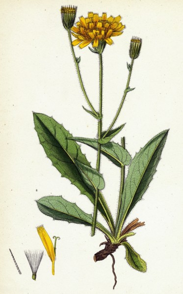 Hieracium amplexicaule; Amplexicaul-leaved Hawkweed