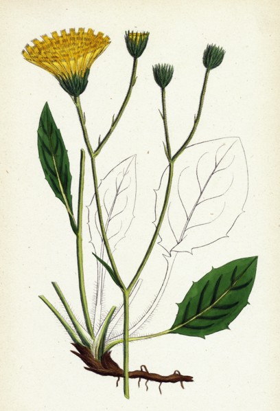 Hieracium Anglicum, var. genuinum; English Hawkweed, var. a.