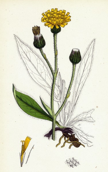 Hieracium Anglicum, var. decipiens; English Hawkweed, var. B.