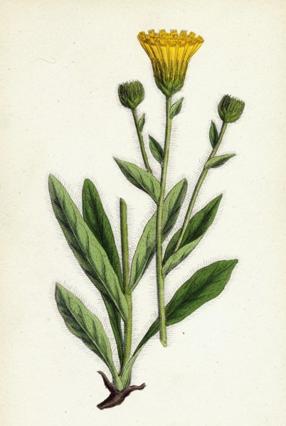 Hieracium villosum; Shaggy Hawkweed