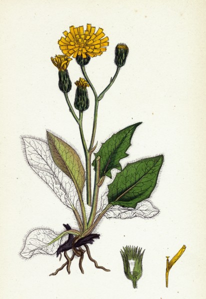 Hieracium caesium; Caesious Hawkweed