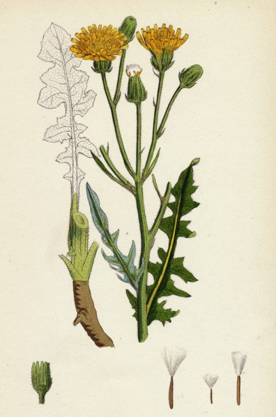 Crepis biennis; Large Rough Hawk's-beard