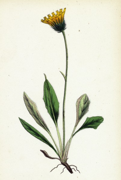Hieracium melanocephalum; Alpine Hawkweed