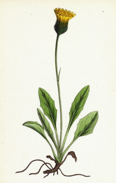 Hieracium globosum; Globose-headed Hawkweed