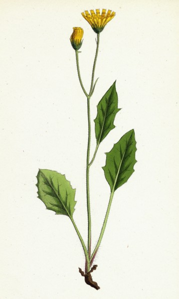 Hieracium chrysanthum, var. microcephalum; Golden-flowered Hawkweed, var. B.